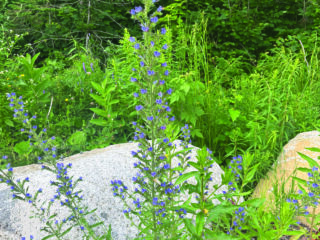 Το Bugloss του Viper κέρδισε ζιζάνιο.