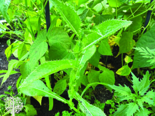Τα κέρδη των ζιζανίων περιλαμβάνουν Thistles. 