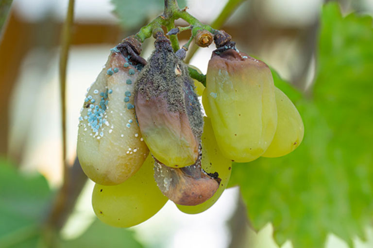 Σταφύλια με ασθένεια - πιθανώς Botrytis