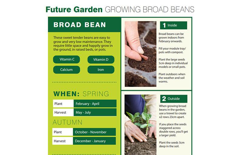 Broad Bean Gusting Guide Παράδειγμα Έργου Τέχνης Μελλοντικός Κήπος