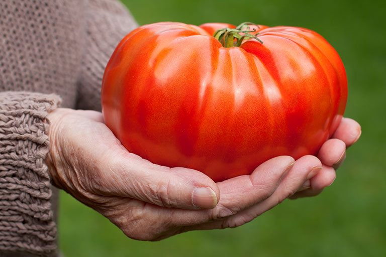 Τεράστια ντομάτα βοείου κρέατος στα χέρια του κηπουρού
