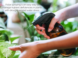 Foliar Spray ως τεχνική ποτίσματος. 