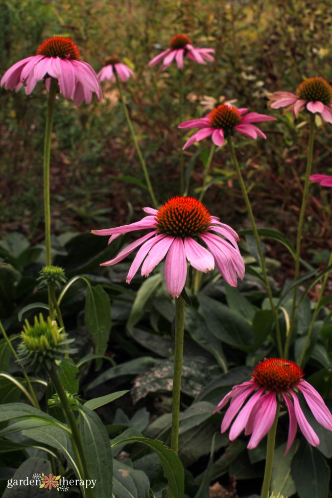 Pink Echinacea στον κήπο πτώσης