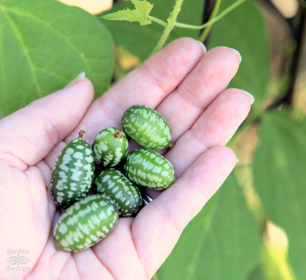 Μια χούφτα φρέσκα cucamelons από τον κήπο