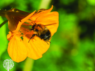 Τα Nasturtiums είναι ιδανικά για τους επικονιαστές. 