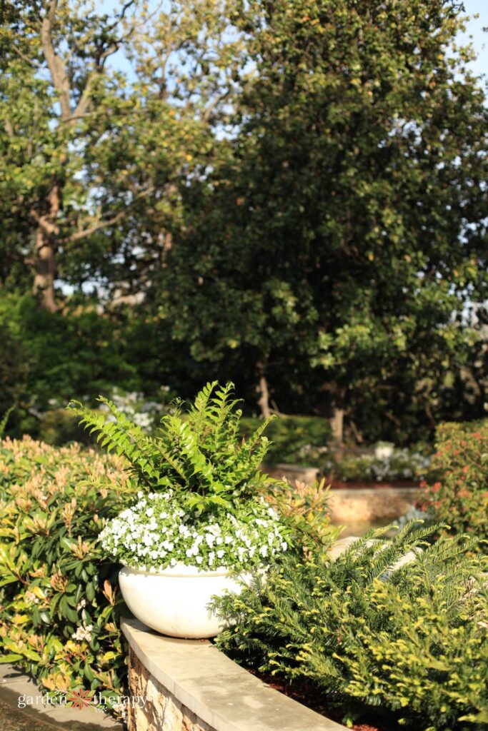 Moon Garden Pathway με λευκά λουλούδια στο δοχείο
