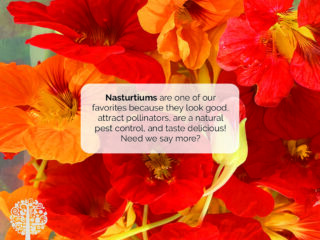 Nasturtiums στον Edimental Garden. 